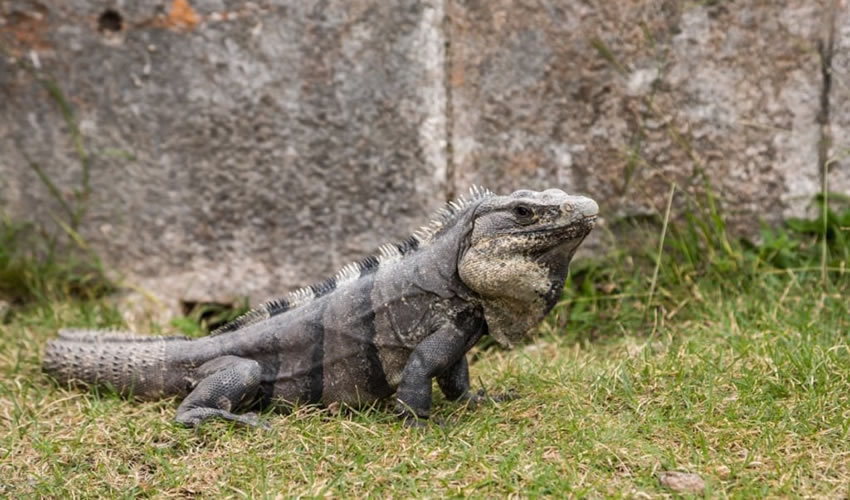Iguana