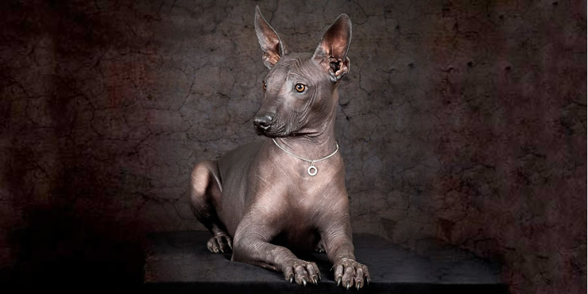 Aztec xoloitzcuintli outlet