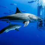 Free Mexico Travel Guide and Travel Information