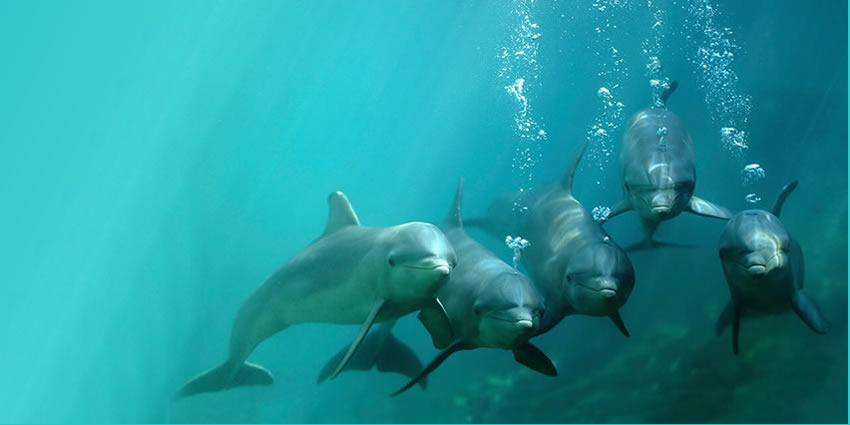 Swim with dolphins in Riviera Maya