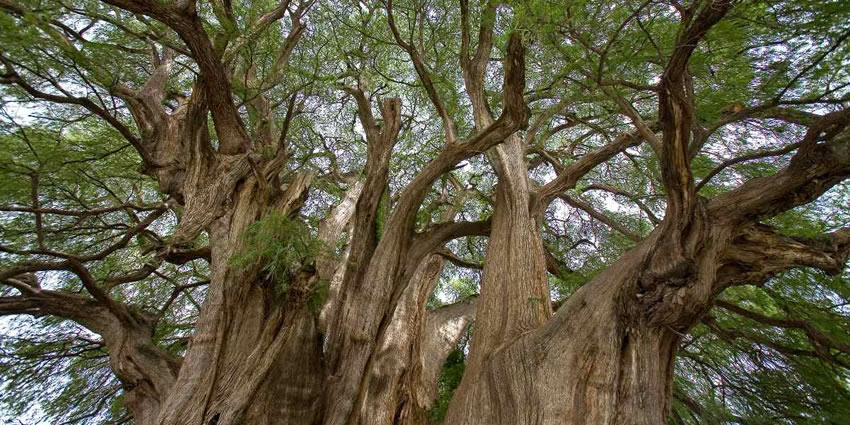Ahuehuete, the oldest tree in the world