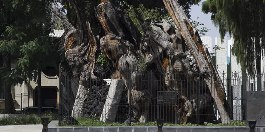The Tree of the Sad Night on the Mexico-Tacuba road