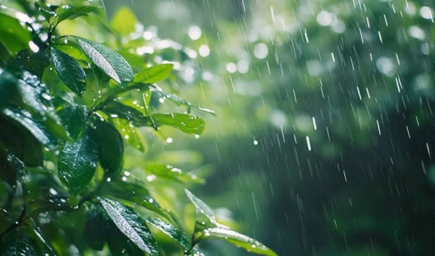 Rain Season