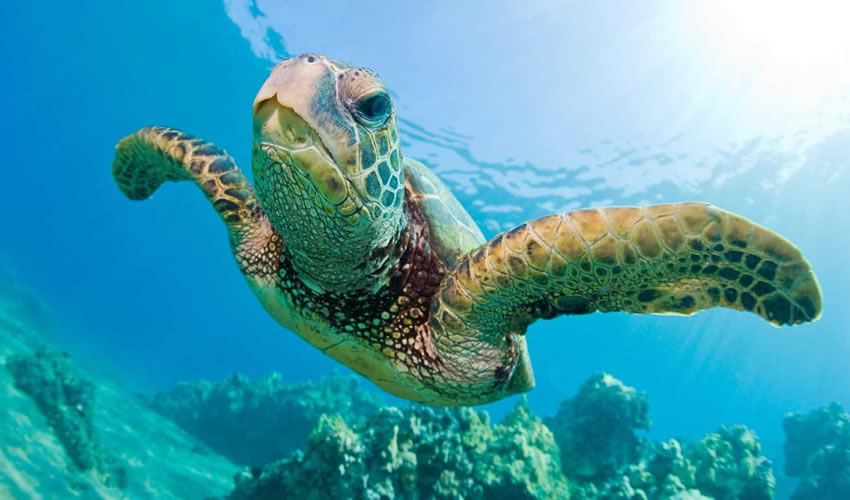 Scuba Diving