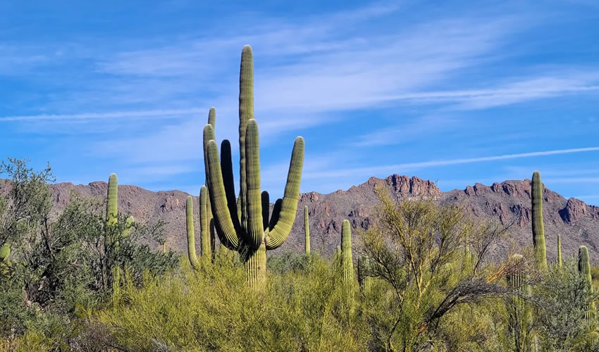 Sonora Desert