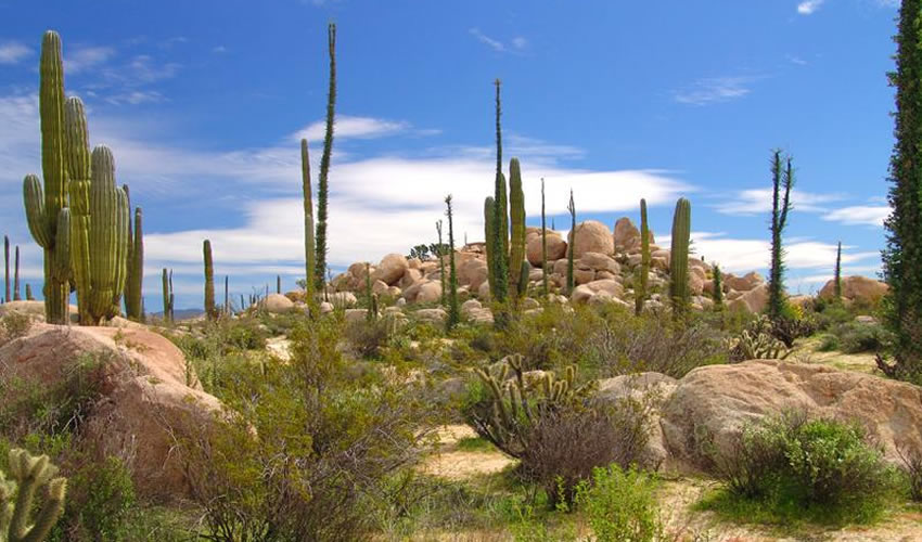 Valle de los Cirios, Baja California