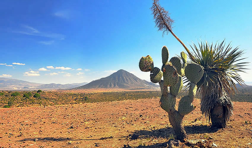 Cactus