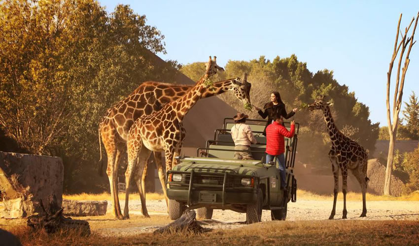 Africam Safari