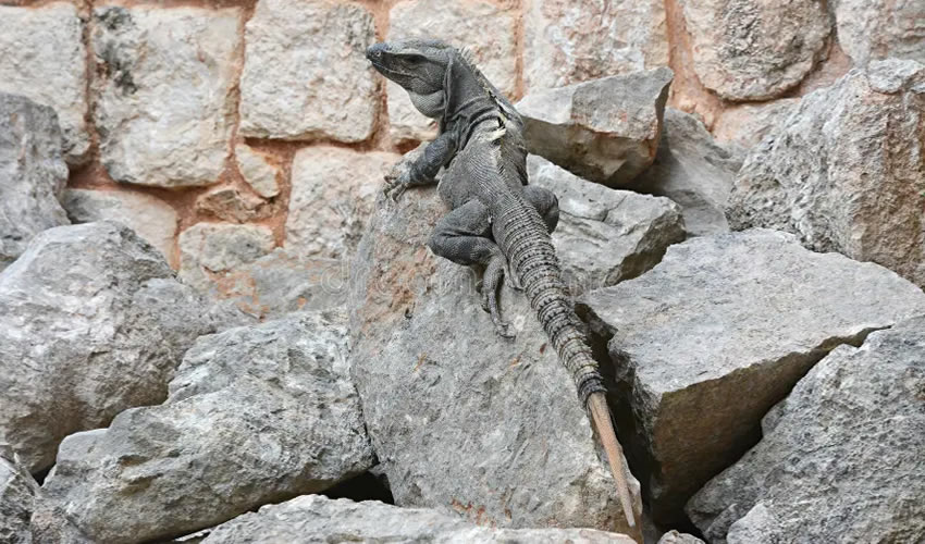 Iguana